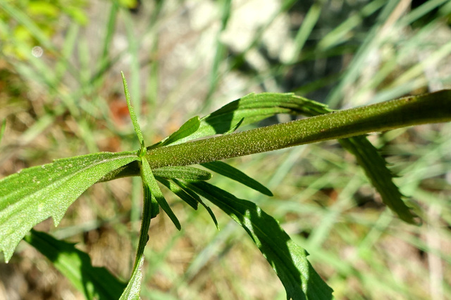 Eupatorium torreyanum - stem