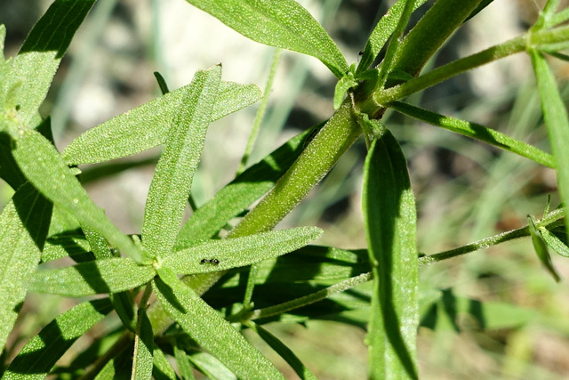 Eupatorium torreyanum - stem