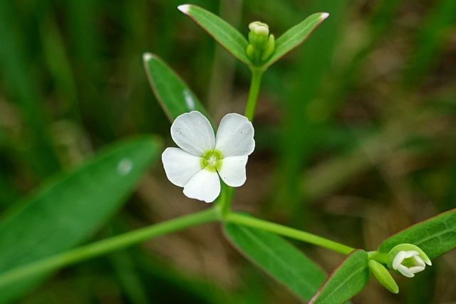 Euphorbia corollata