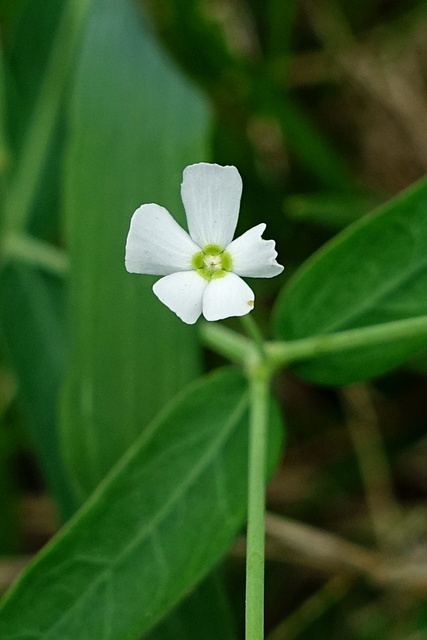 Euphorbia corollata