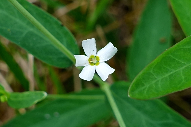 Euphorbia corollata