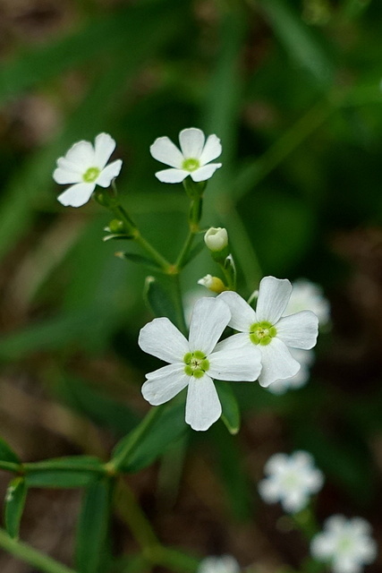 Euphorbia corollata