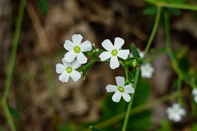 Euphorbia corollata