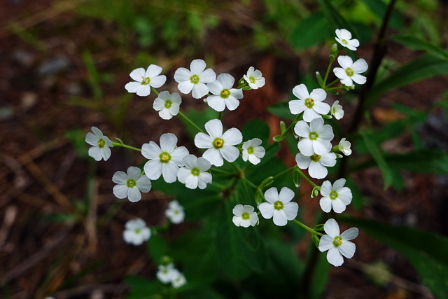 Euphorbia corollata