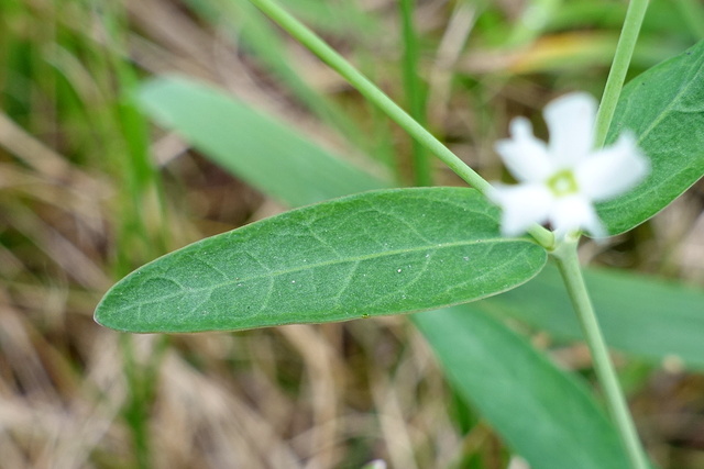 Euphorbia corollata - leaves