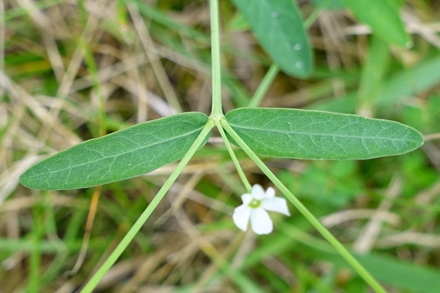 Euphorbia corollata - leaves