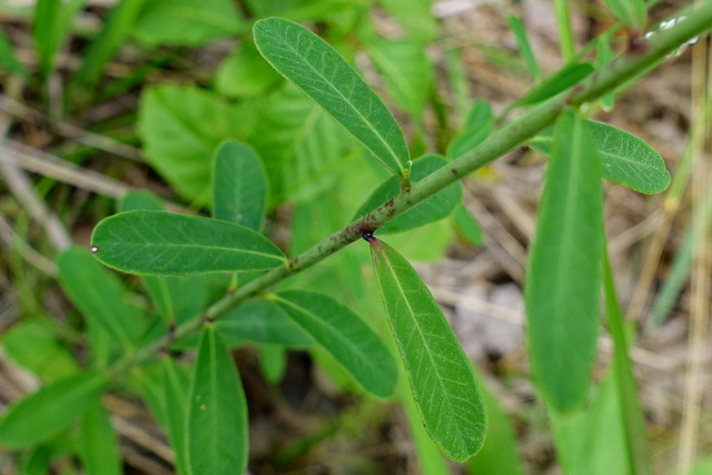 Euphorbia corollata - leaves