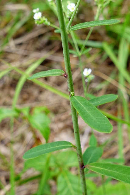 Euphorbia corollata - stem