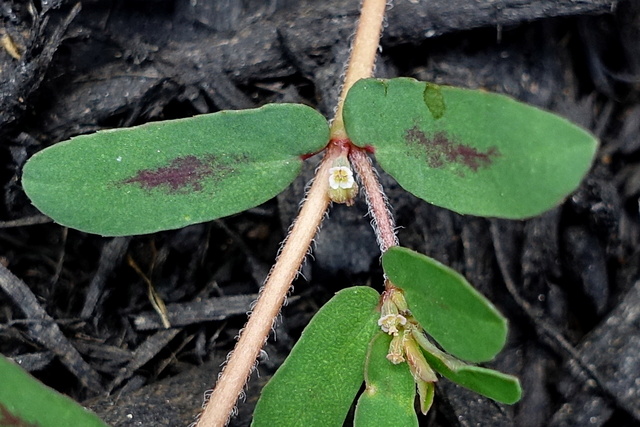 Euphorbia maculata