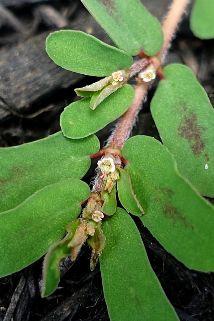 Euphorbia maculata