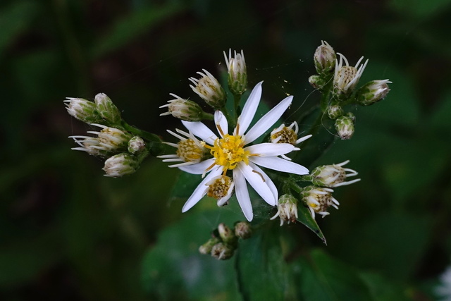 Eurybia divaricata