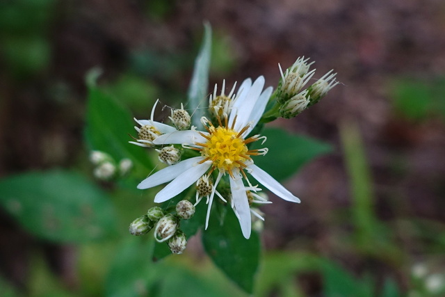 Eurybia divaricata