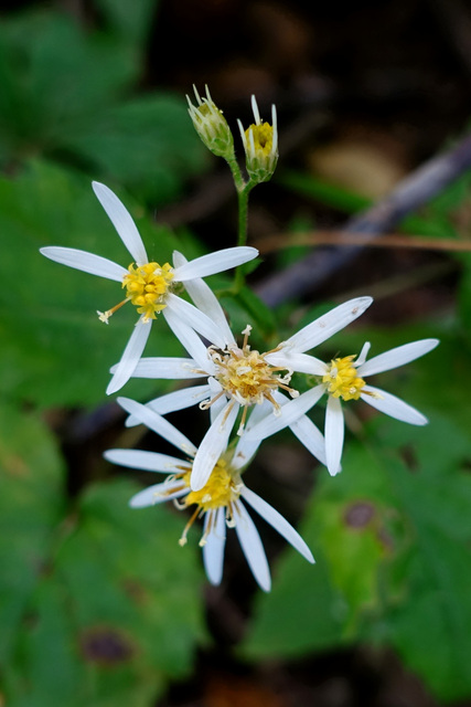 Eurybia divaricata