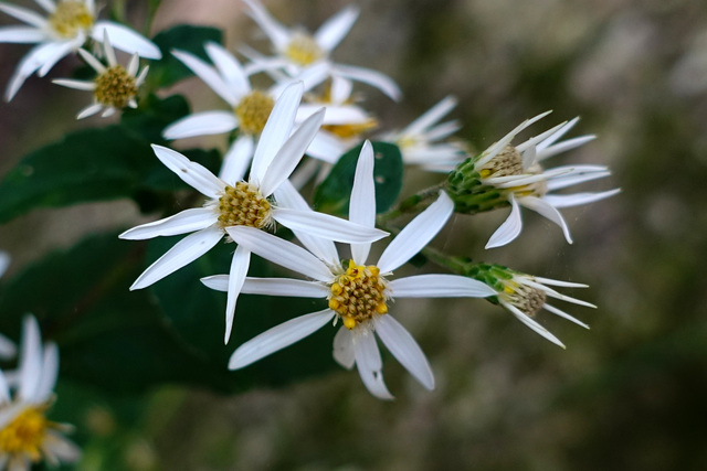 Eurybia divaricata