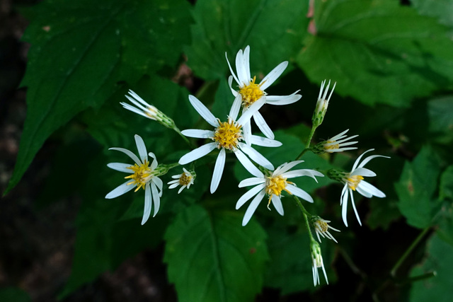 Eurybia divaricata