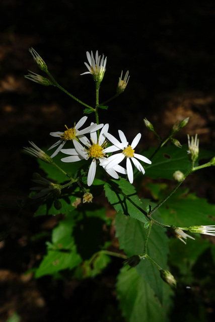 Eurybia divaricata