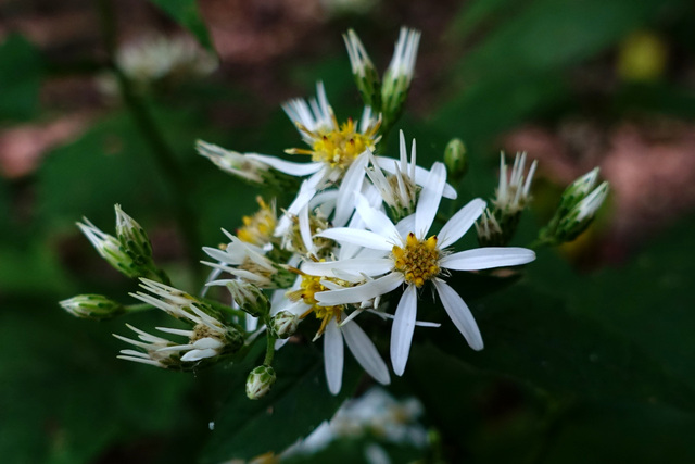 Eurybia divaricata