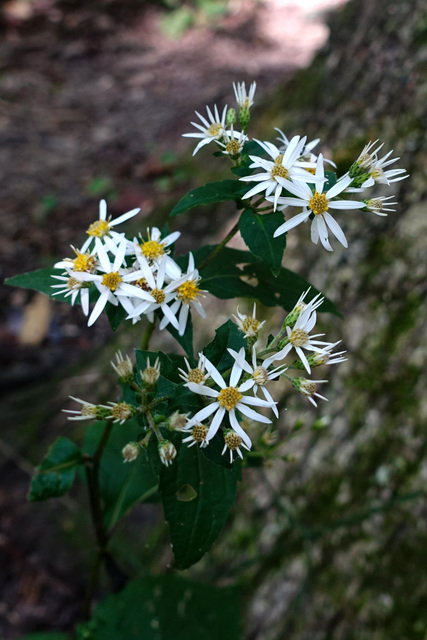 Eurybia divaricata