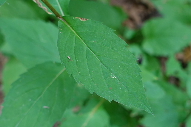 Eurybia divaricata - leaves