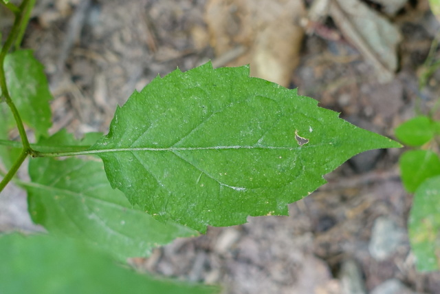 Eurybia divaricata - leaves