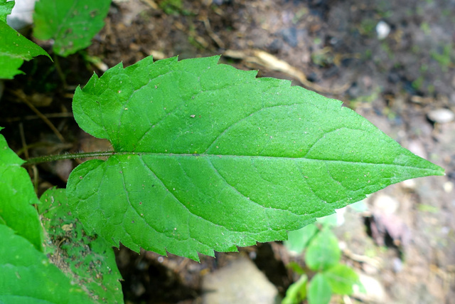 Eurybia divaricata - leaves