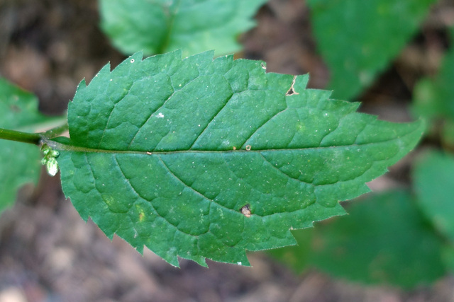 Eurybia divaricata - leaves