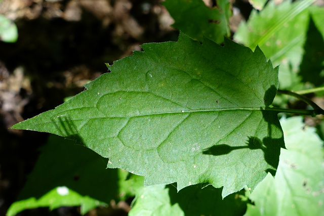 Eurybia divaricata - leaves