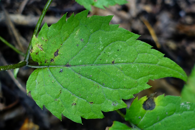 Eurybia divaricata - leaves