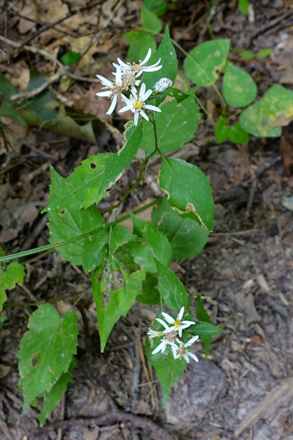 Eurybia divaricata - plants