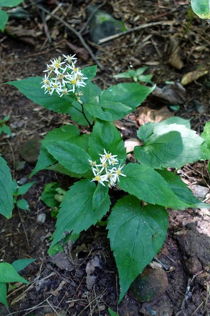 Eurybia divaricata - plants