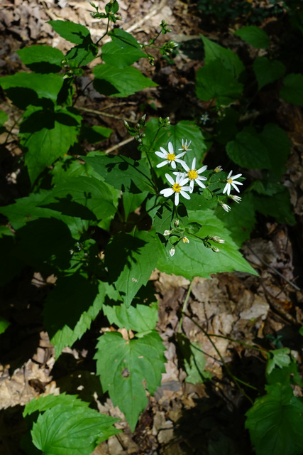 Eurybia divaricata - plants