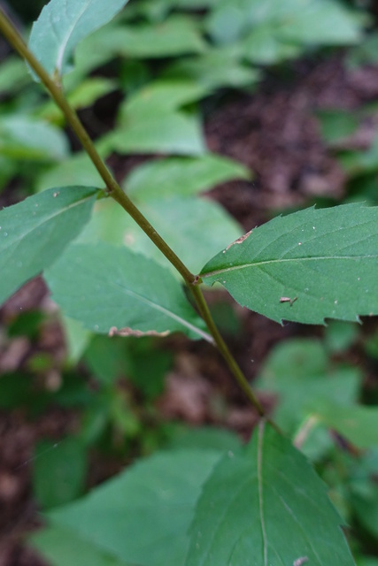 Eurybia divaricata - stem