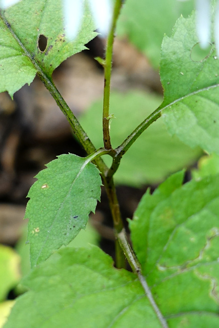 Eurybia divaricata - stem