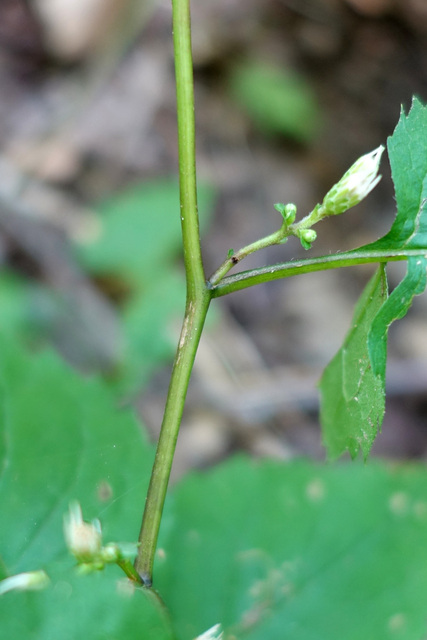 Eurybia divaricata - stem