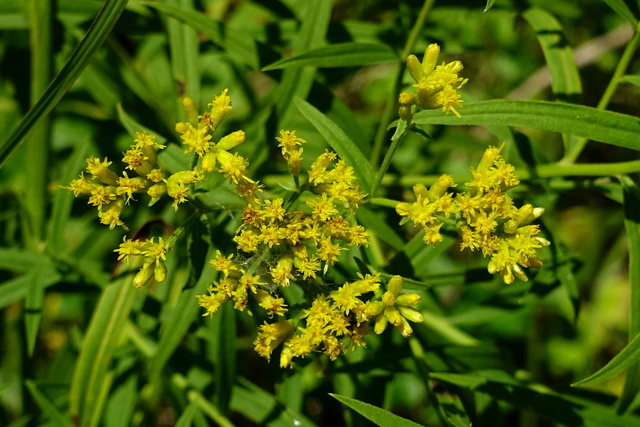 Euthamia graminifolia