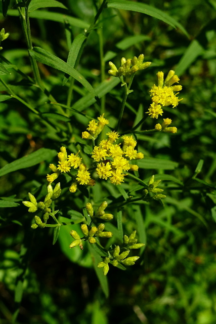 Euthamia graminifolia