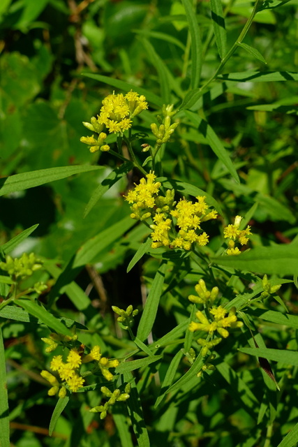 Euthamia graminifolia