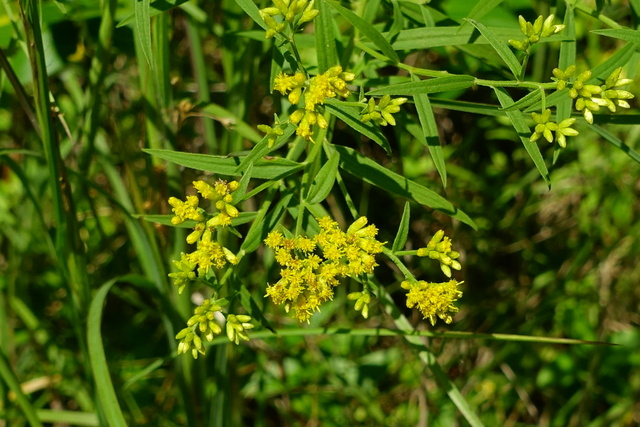 Euthamia graminifolia