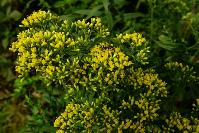 Euthamia graminifolia