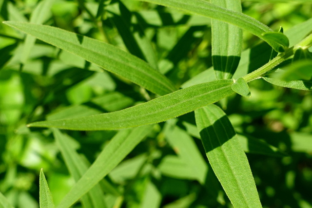 Euthamia graminifolia - leaves