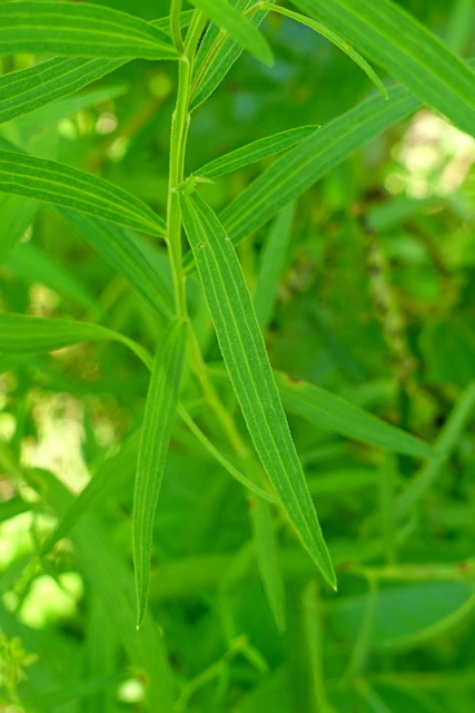 Euthamia graminifolia - leaves