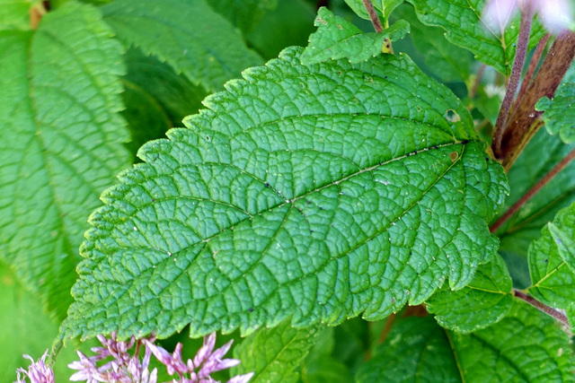 Eutrochium dubium - leaves