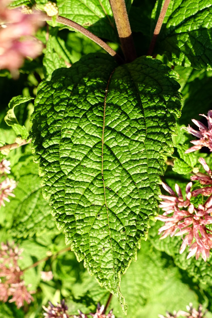 Eutrochium dubium - leaves