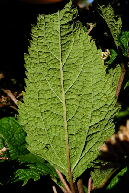 Eutrochium dubium - leaves