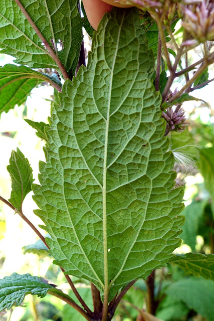 Eutrochium dubium - leaves