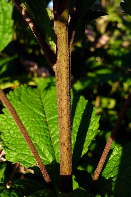 Eutrochium dubium - stem