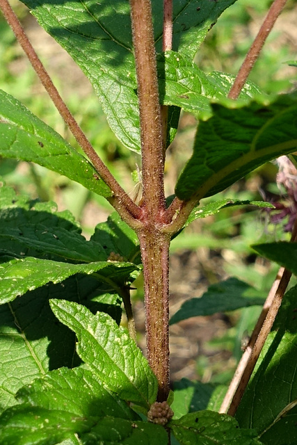 Eutrochium dubium - stem