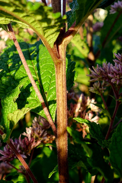 Eutrochium dubium - stem