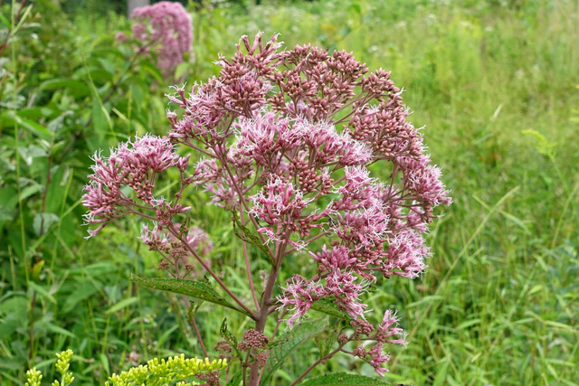 Eutrochium fistulosum