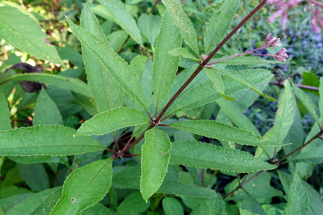 Eutrochium fistulosum - leaves